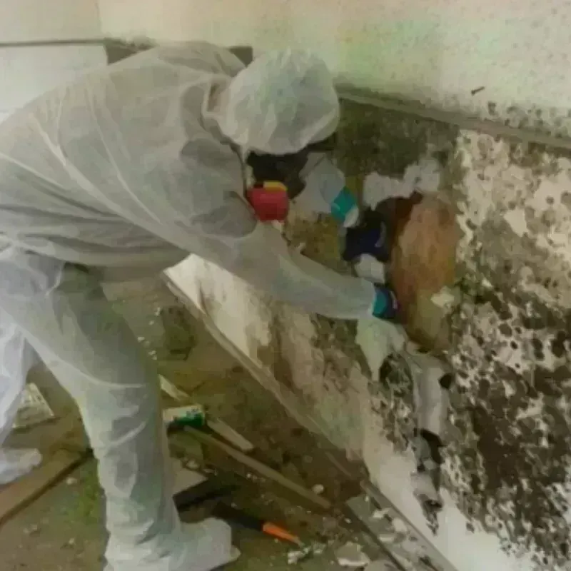 Mold Remediation and Removal in Burwell, NE